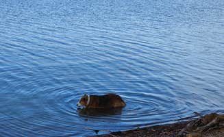Teresa T.'s photo of camping with pets at Robbers Cave State Park — Robbers Cave State Resort Park near Eufaula Lake
