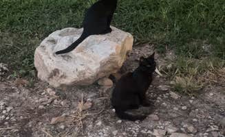 Jessica H.'s photo of camping with pets at Roberts Bluff Access near Hartsburg, MO