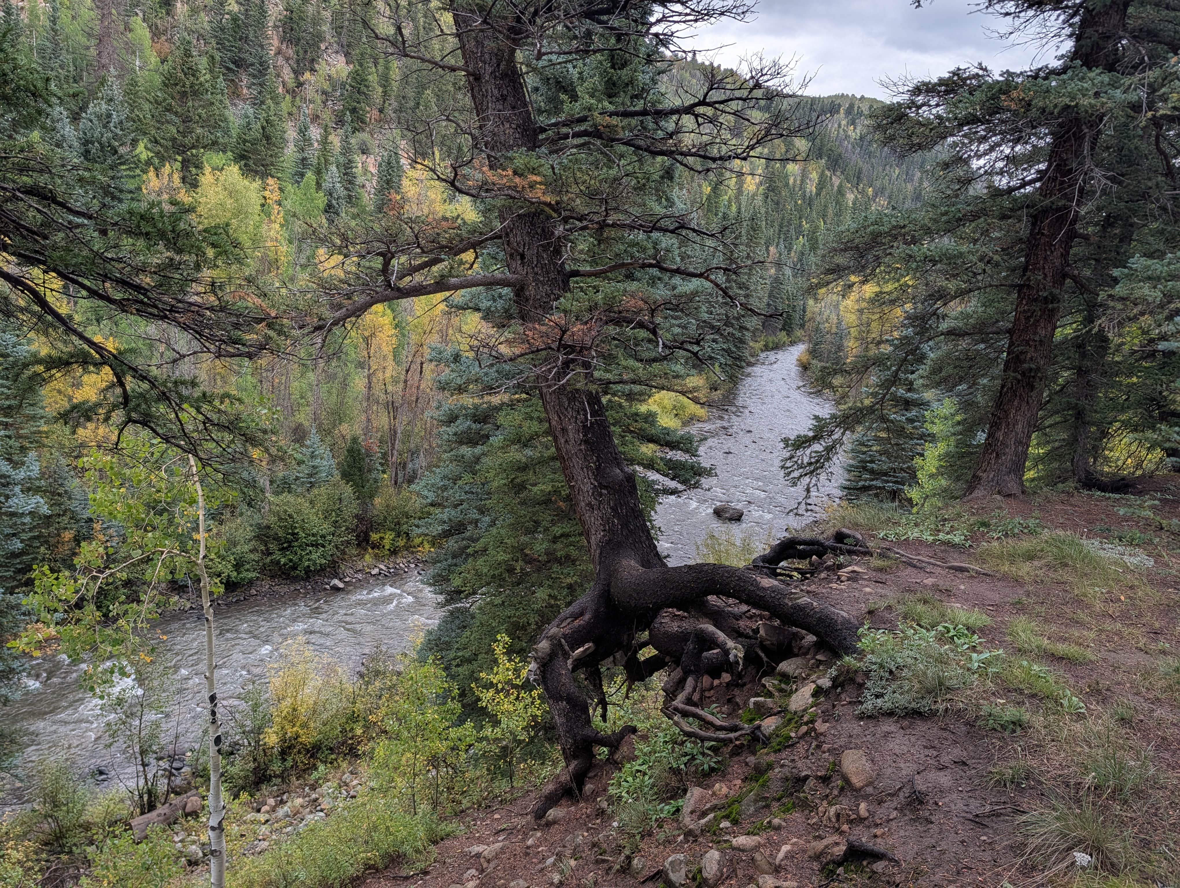 Camper-submitted photo at Roche Gulch near Delores River near Cascade, CO