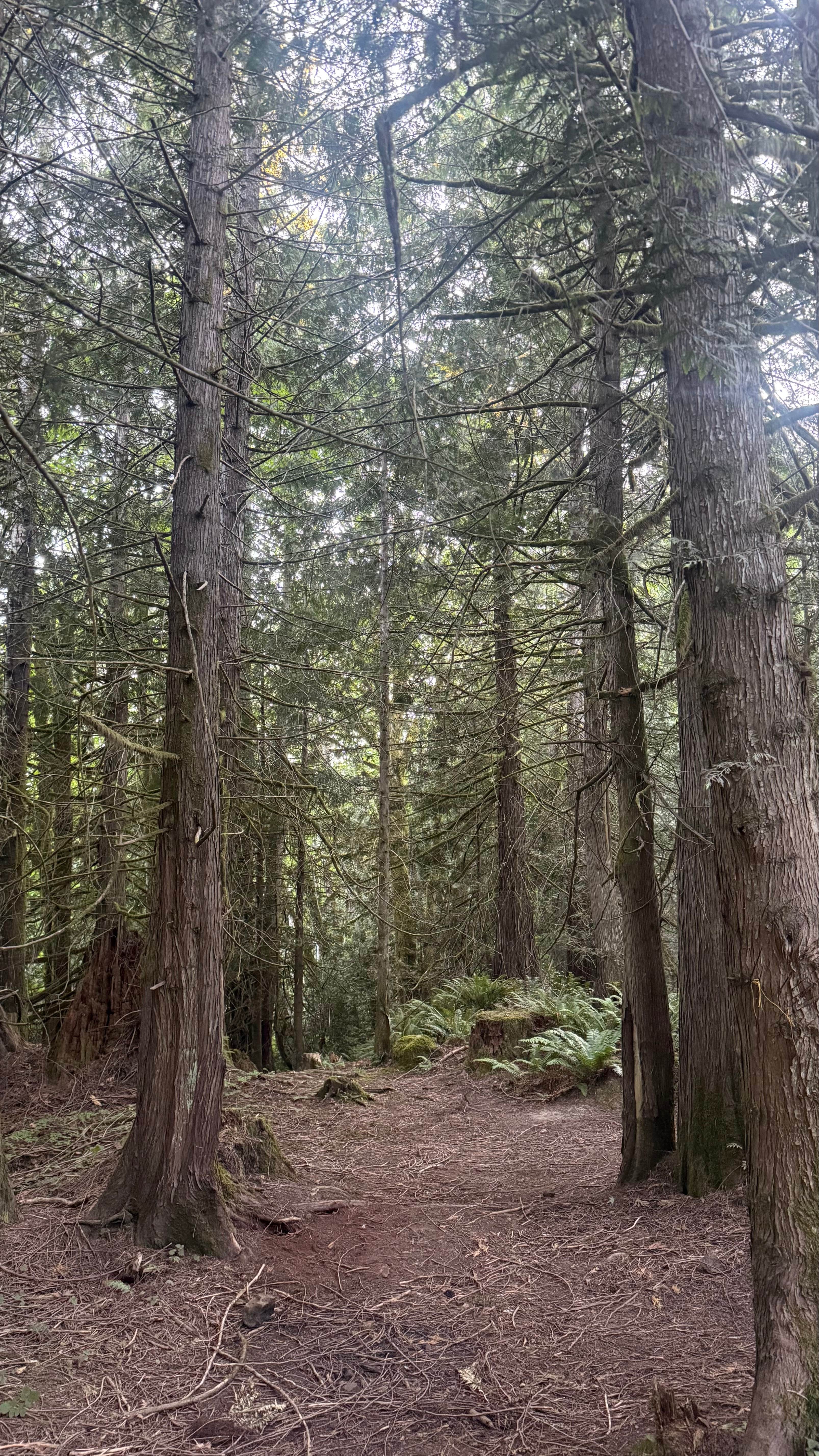 Camper-submitted photo at Rock Candy Mountain Trailhead near Gig Harbor, WA