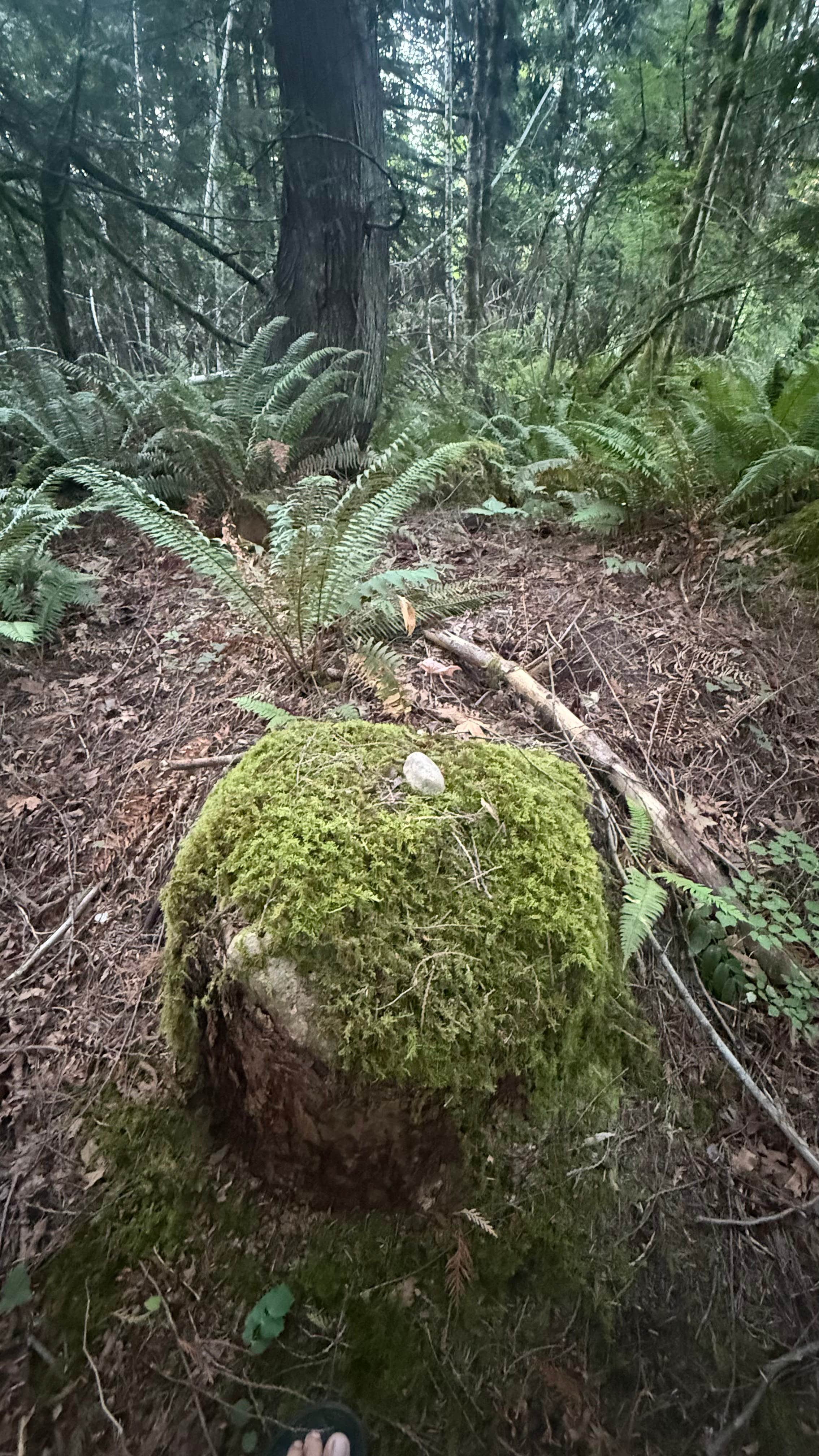 Camper-submitted photo at Rock Candy Mountain Trailhead near Gig Harbor, WA