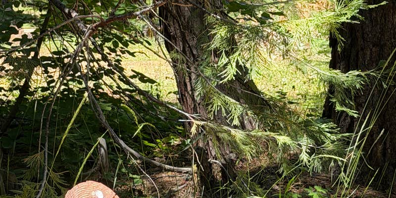 Camper submitted image from Rock Creek Campground (Ca) — Plumas National Forest