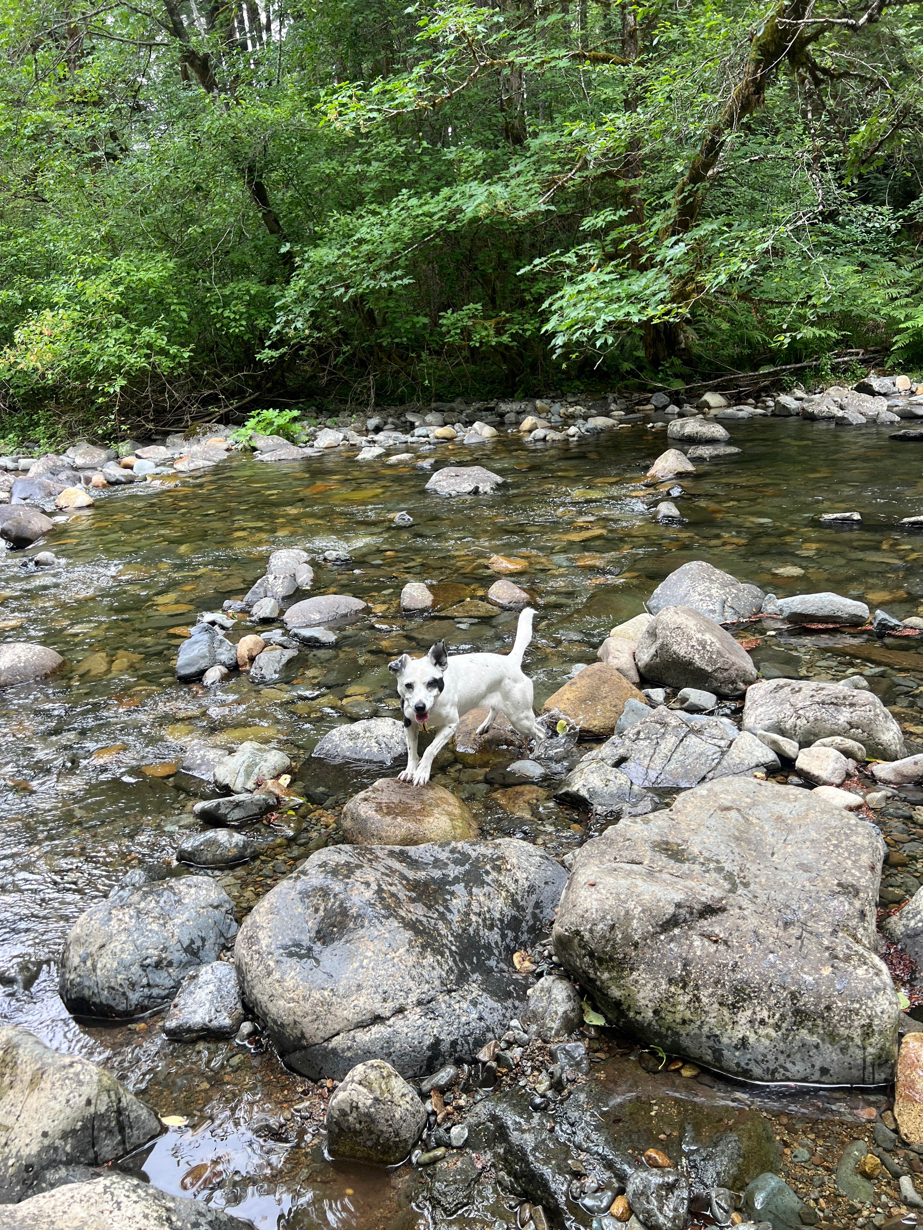 Camper-submitted photo at Rock Creek Campground - Yacolt Burn State Forest near Gladstone, OR