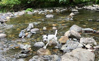 Amy W.'s photo of camping with pets at Rock Creek Campground - Yacolt Burn State Forest near Cougar, WA