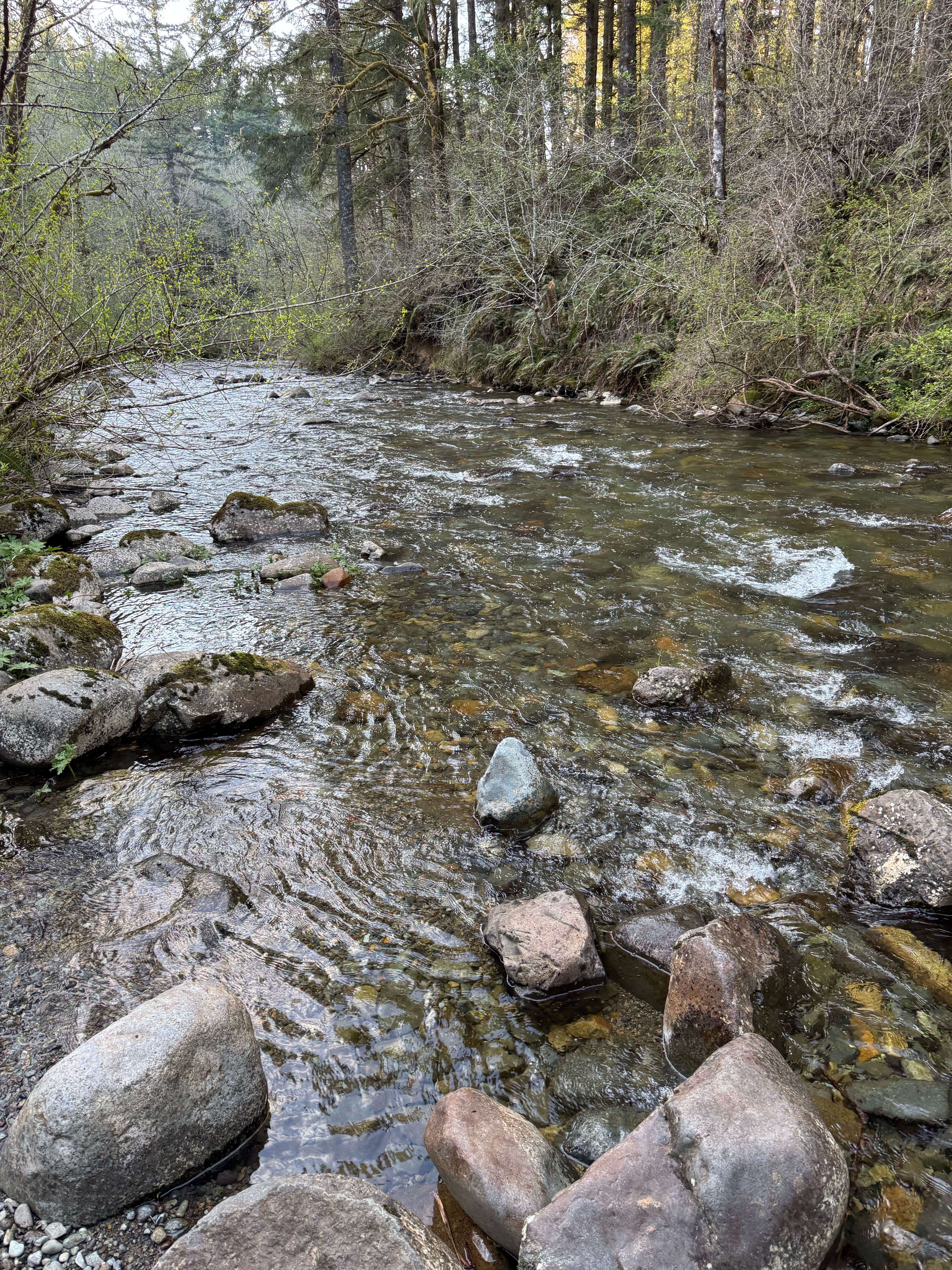 Camper submitted image from Rock Creek Campground - Yacolt Burn State Forest - 1