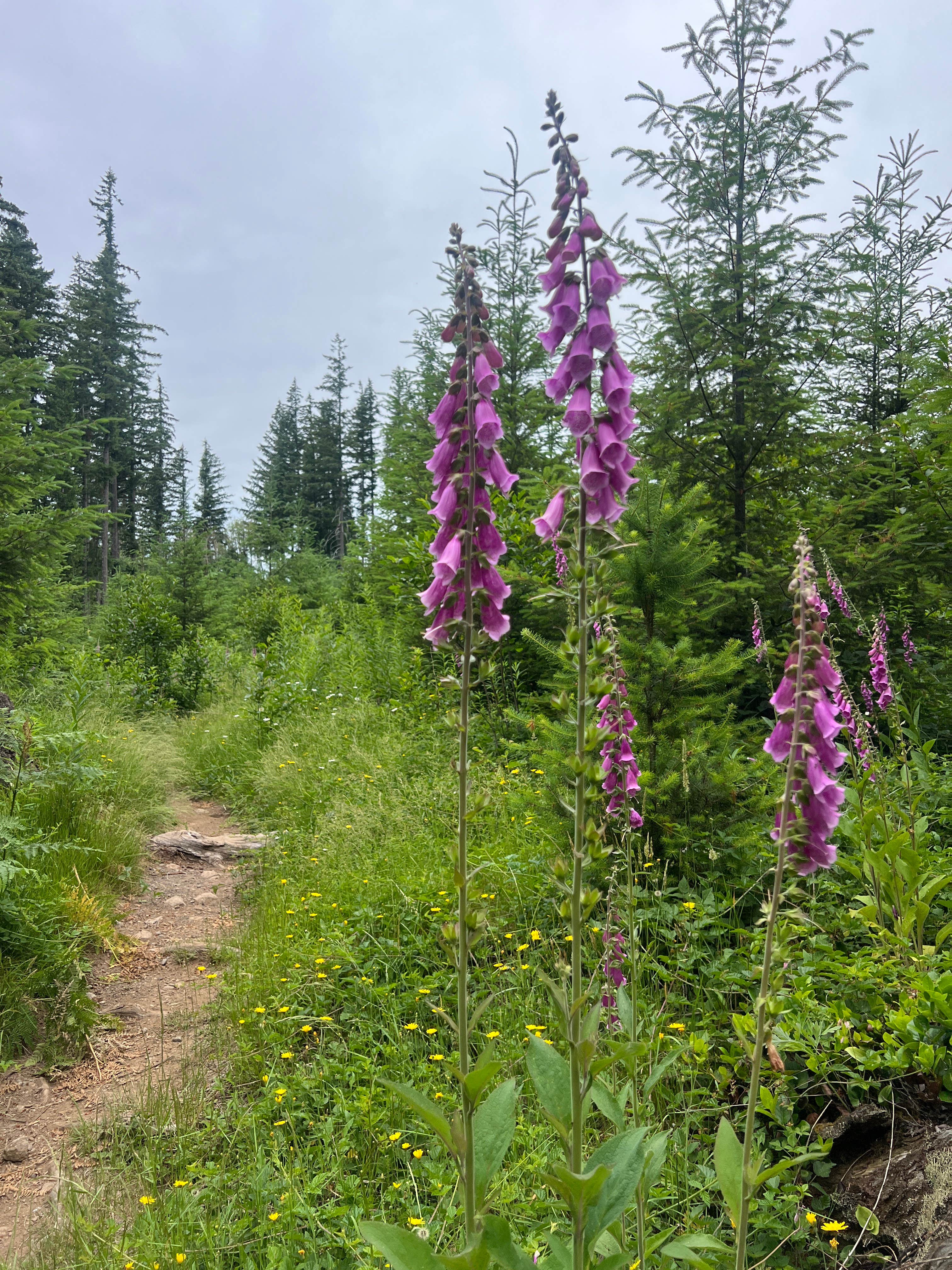 Camper-submitted photo at Rock Creek Campground - Yacolt Burn State Forest near Gladstone, OR