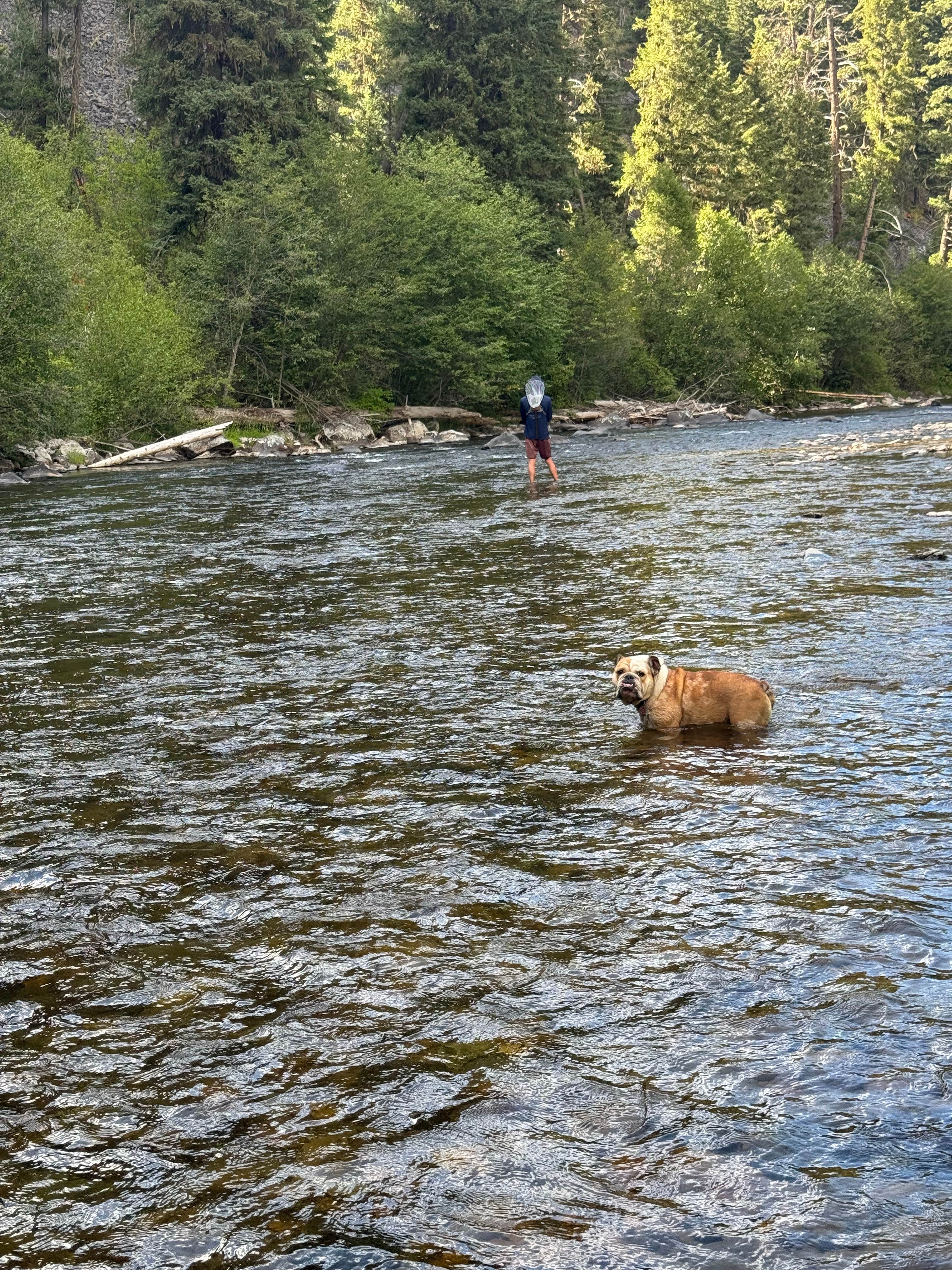 Tim H.'s photo of a dispersed camping area at Rock Creek Dry Campsites near Missoula, MT