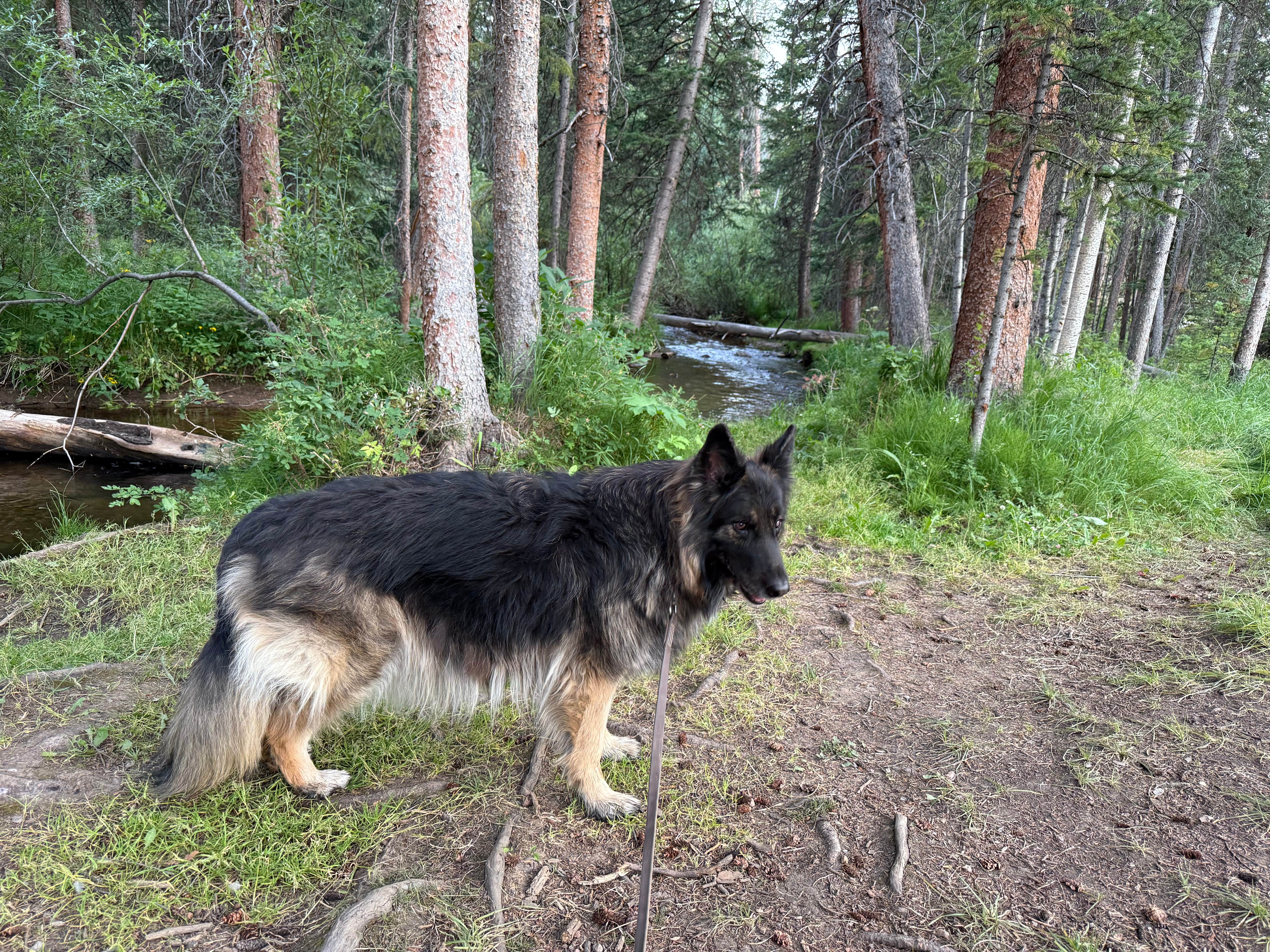 Kevin K.'s photo of camping with pets at Rock Creek Designated Dispersed Camping near Frisco, CO