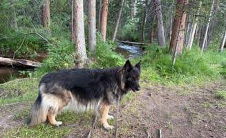 Kevin K.'s photo of camping with pets at Rock Creek Designated Dispersed Camping near Dillon, CO