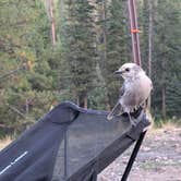 Review photo of Rock Creek Designated Dispersed Camping by Aiden , August 27, 2026