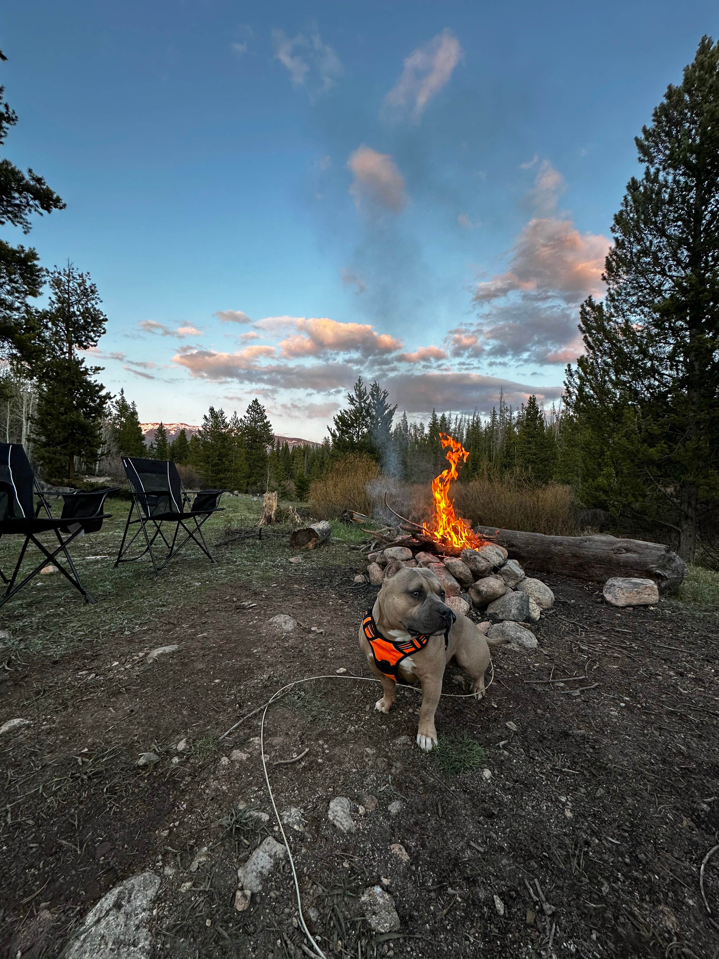 Megan A.'s photo of camping with pets at Rock Creek Designated Dispersed Camping near Silverthorne, CO