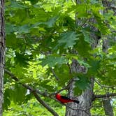 Review photo of Rocky Gap State Park Campground by Katie H., July 1, 2024