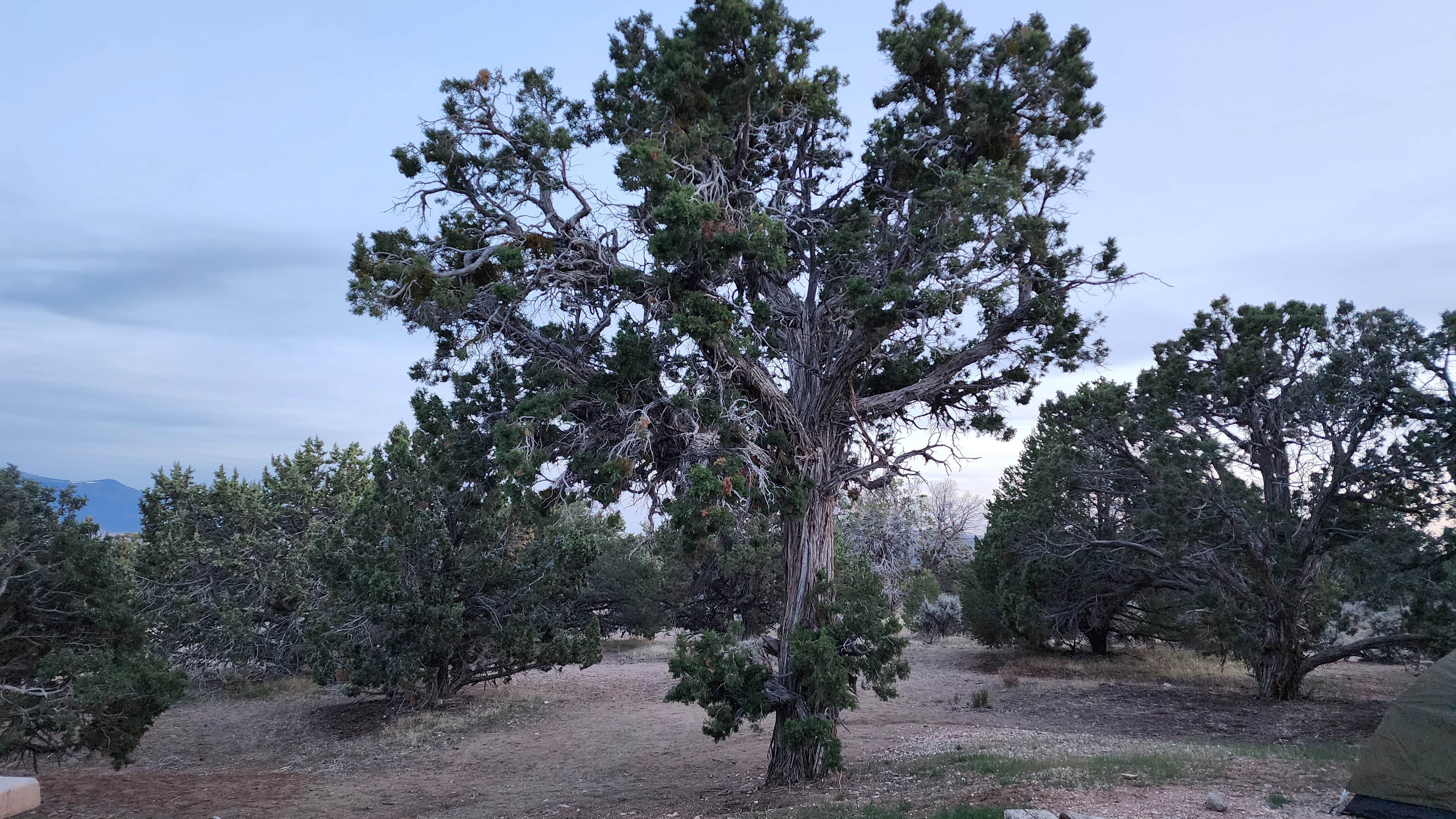 Camper-submitted photo at Rocky Peak Campground near Cedar City, UT