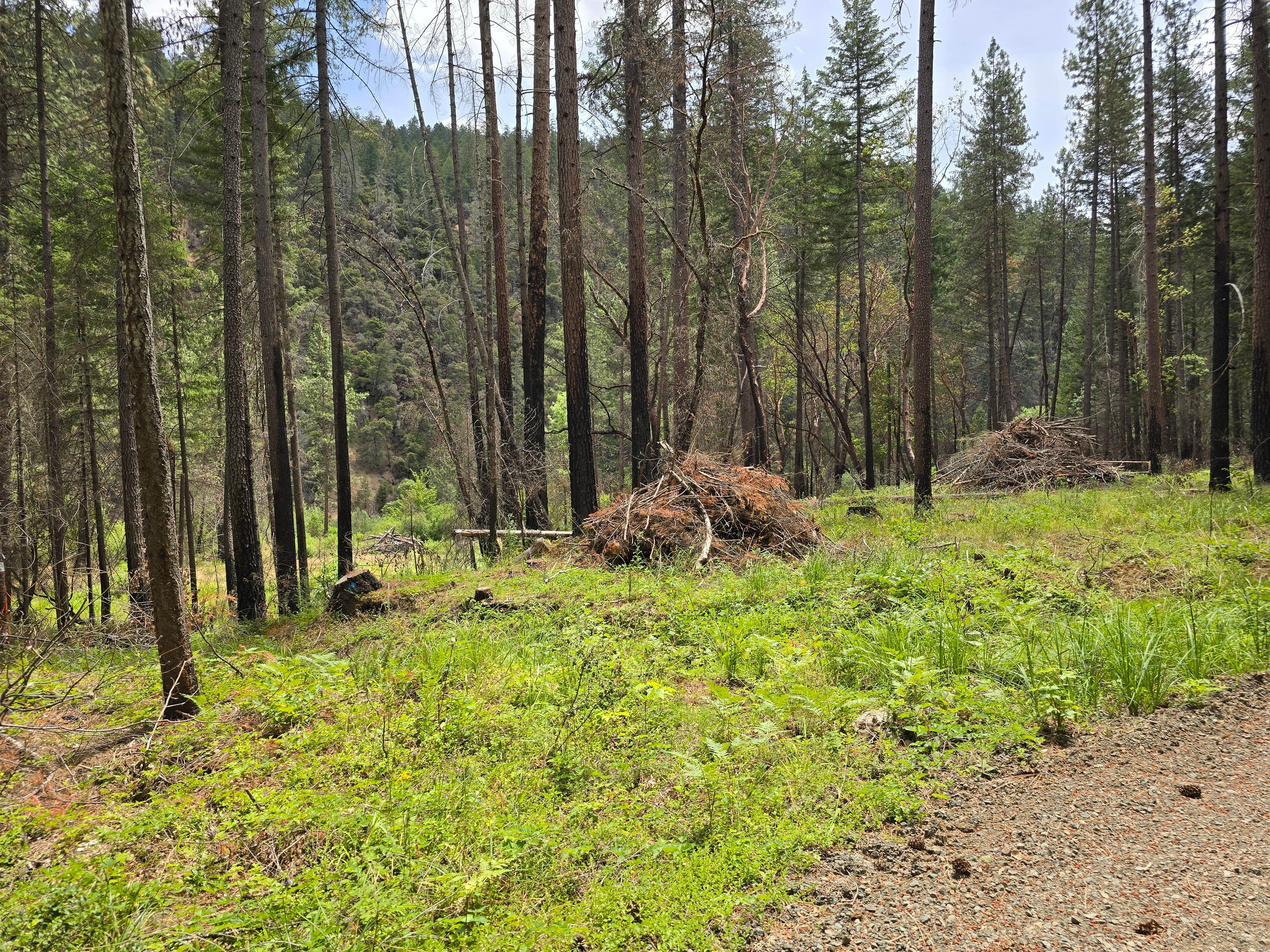 Camper-submitted photo at Rocky Riffle near Agness, OR