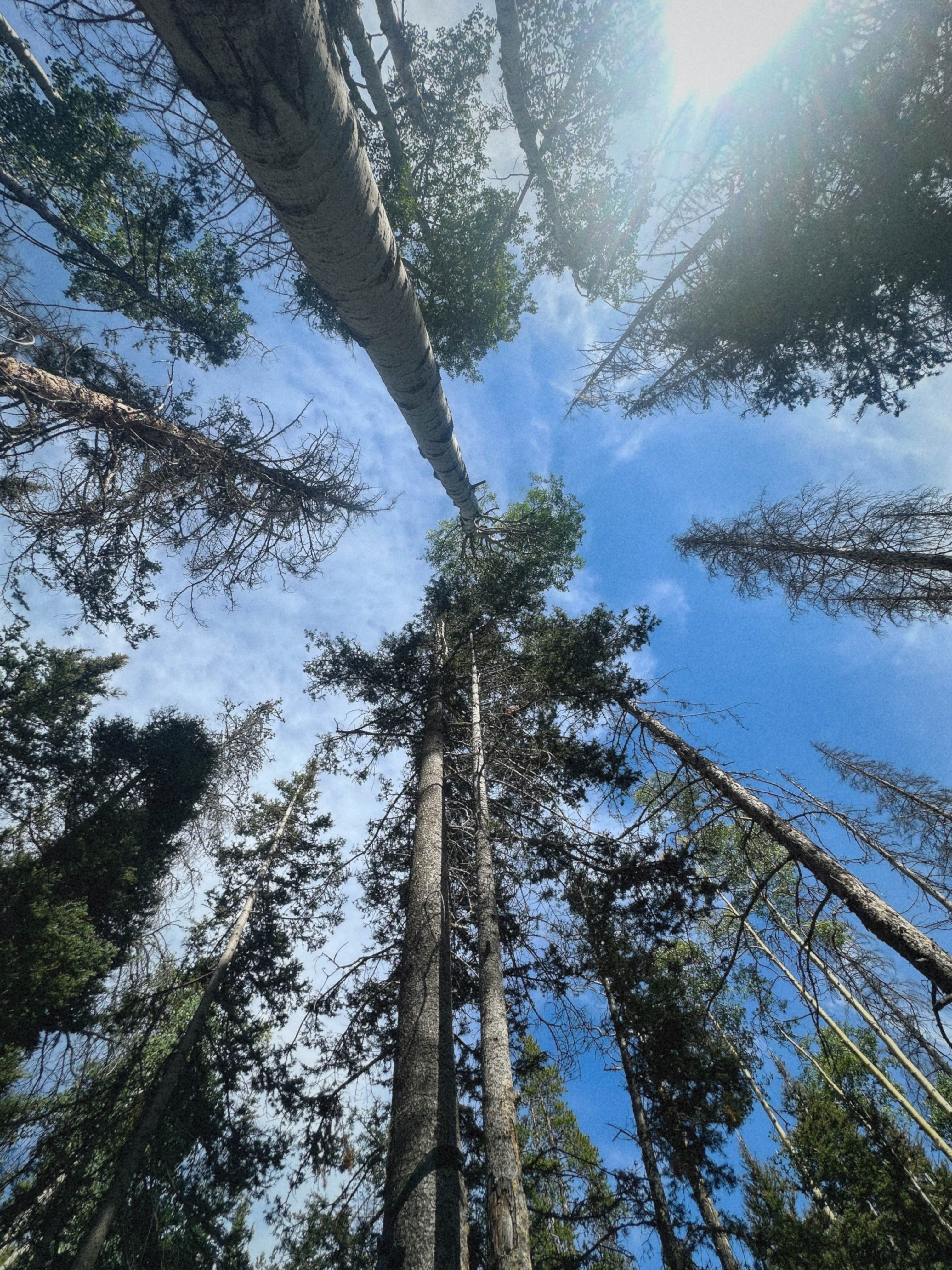 Camper-submitted photo at Road 240 - Dispersed near Howard, CO