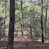 Review photo of Rose Canyon Campground by Kathleen D., April 21, 2026