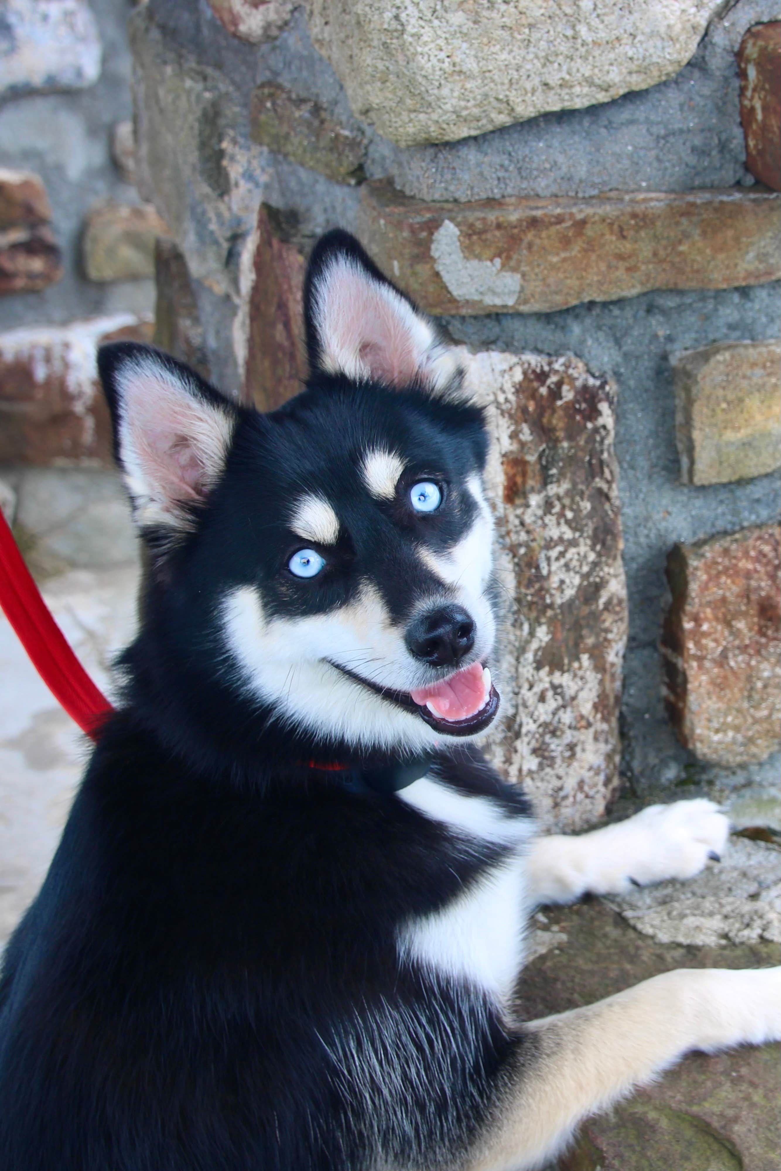 Kevin A.'s photo of camping with pets at Rose Creek Campground and Cabins Franklin, NC near Tuckasegee, NC