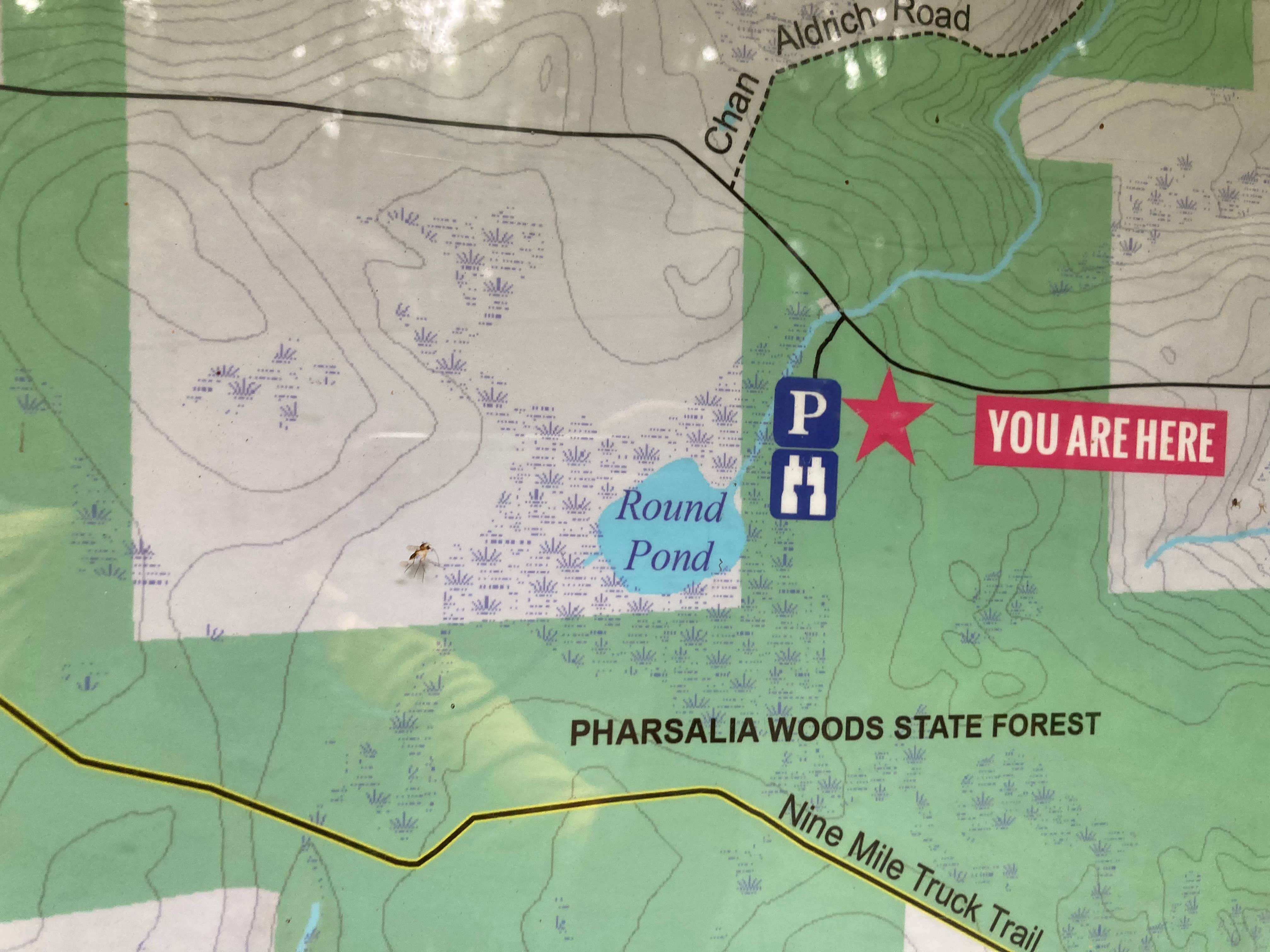 Camper-submitted photo at Round Pond Pharsalia Woods Dispersed near Syracuse, NY