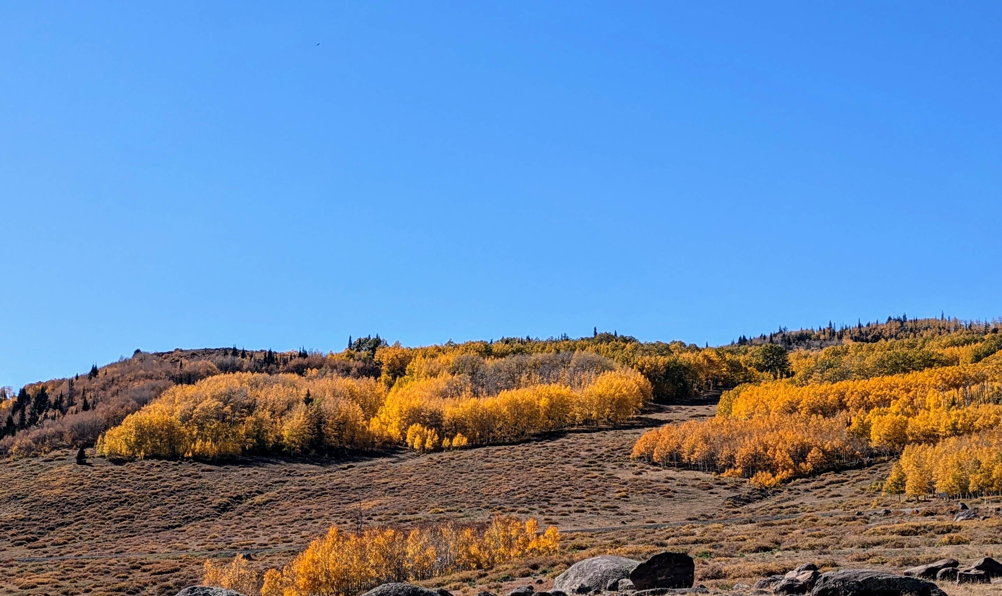 Camper submitted image from Boulder Mtn-Roundup Flat Dispersed - 2