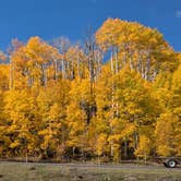 Review photo of Boulder Mtn-Roundup Flat Dispersed by Greg L., September 29, 2024