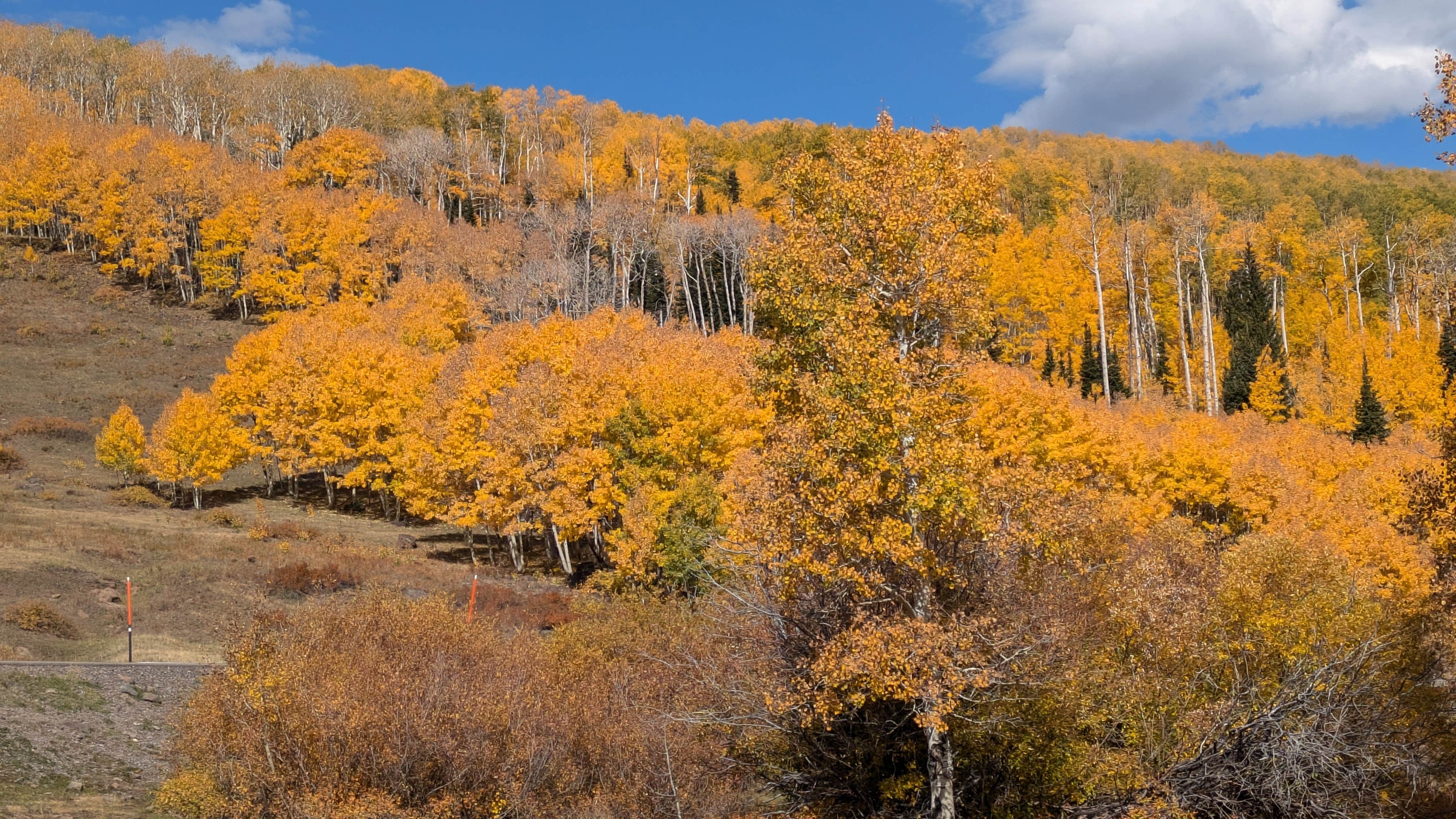 Camper submitted image from Boulder Mtn-Roundup Flat Dispersed - 1