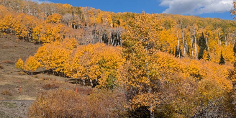 Camper submitted image from Boulder Mtn-Roundup Flat Dispersed