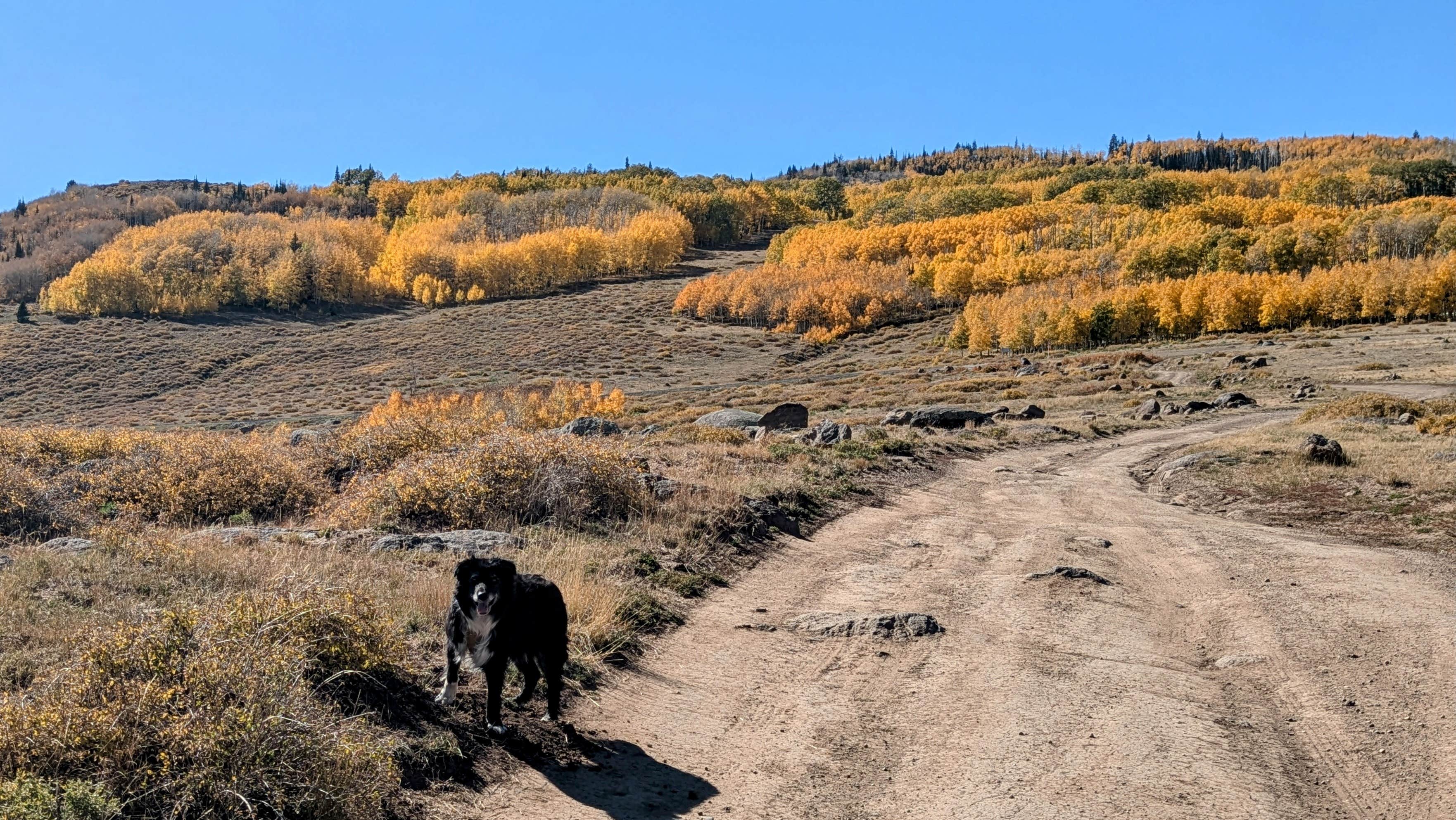 Greg L.'s photo of camping with pets at Boulder Mtn-Roundup Flat Dispersed near Capitol Reef National Park