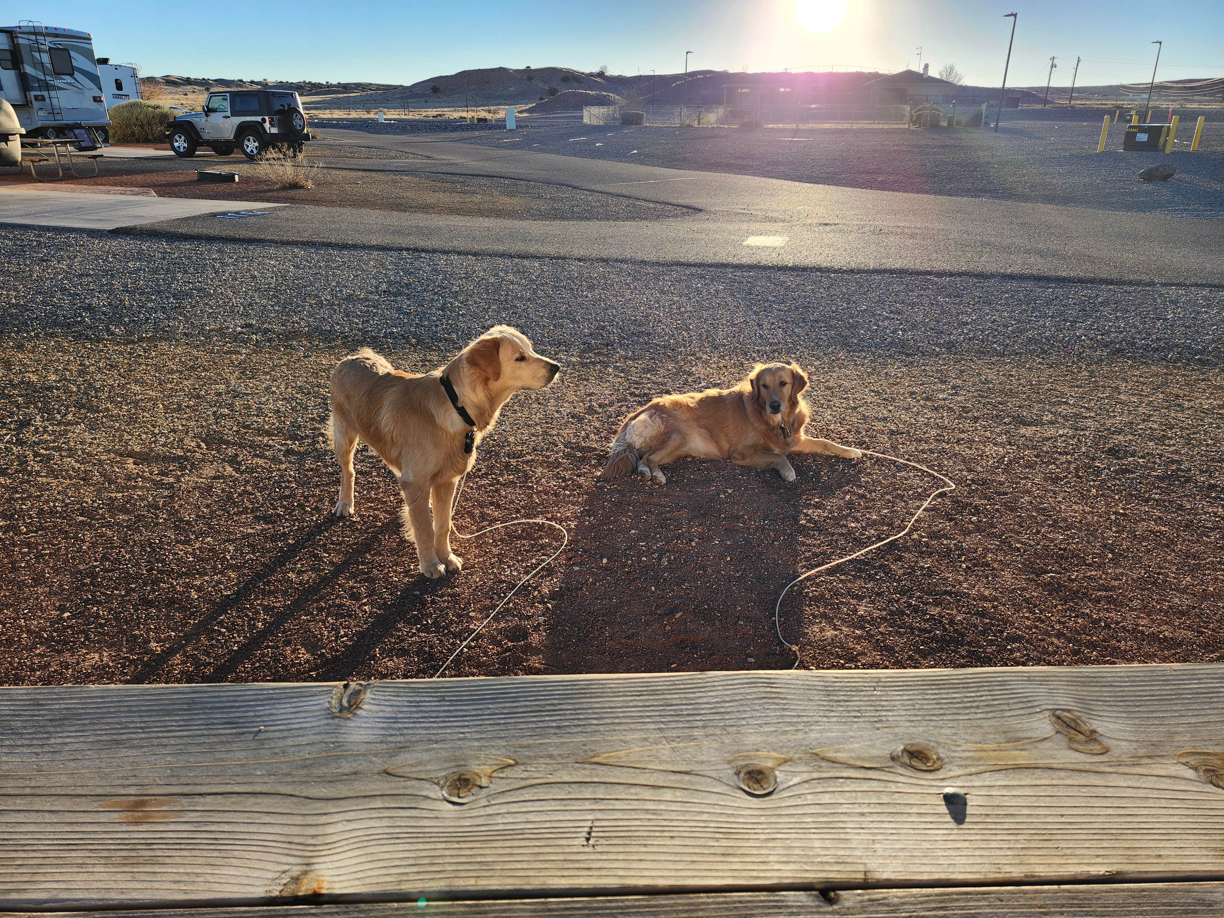 Heidi J.'s photo of camping with pets at Route 66 RV Resort near Rincon, NM