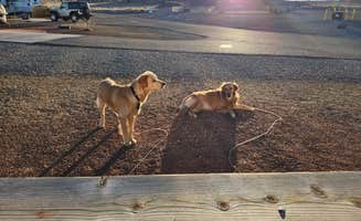 Heidi J.'s photo of camping with pets at Route 66 RV Resort near Rincon, NM