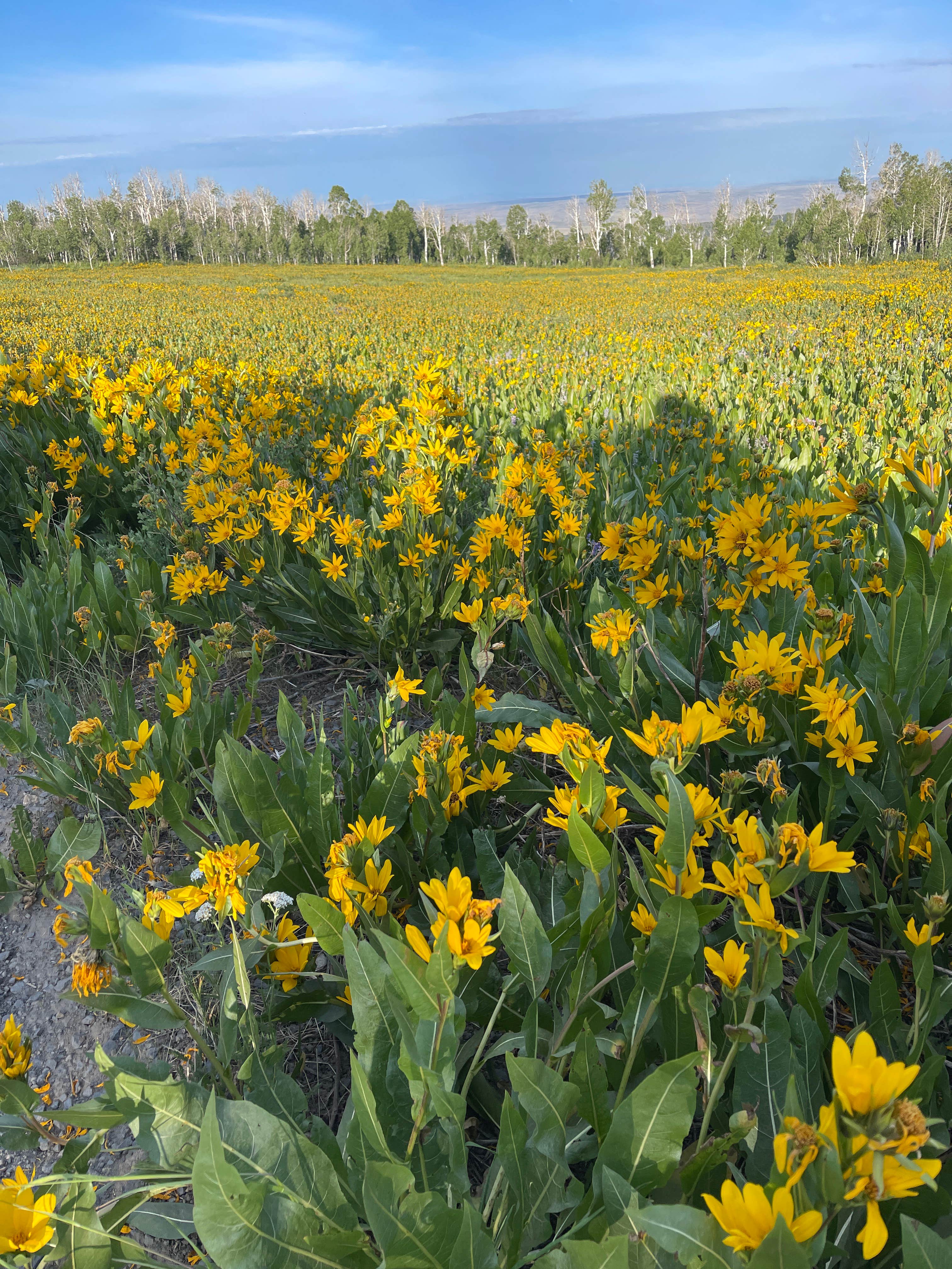 Camping near Sawmill Creek Dispersed: Routt NF Dispersed, Slater, Colorado