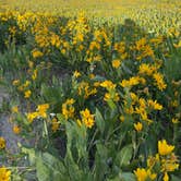 Review photo of Route NF Dispersed by Julie K., July 3, 2025