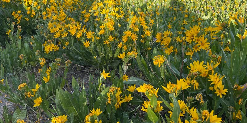 Camper submitted image from Routt NF Dispersed