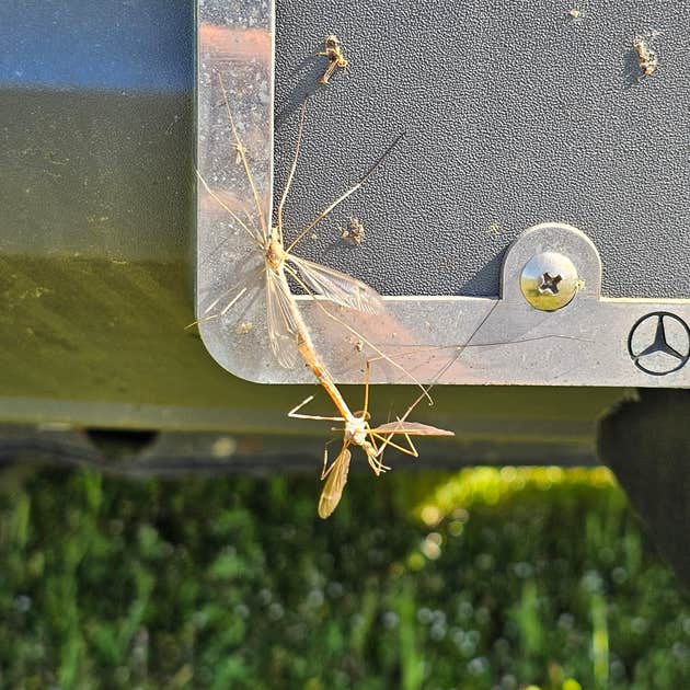 Royal Berry Farm Camping Royal, AR