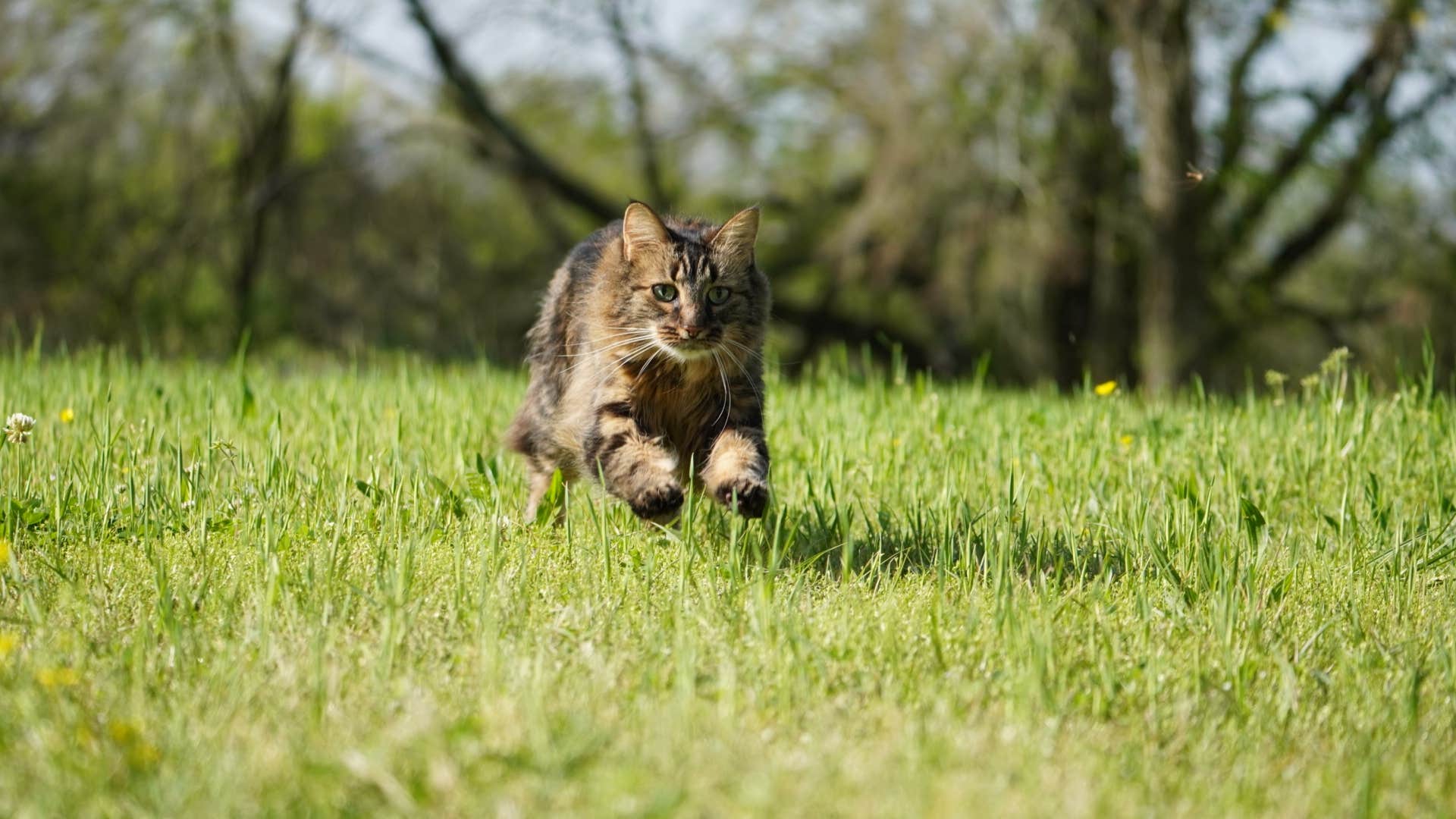 Adrian C.'s photo of camping with pets at Royal Berry Farm near Mountain Pine, AR