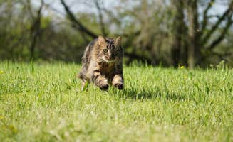 Adrian C.'s photo of camping with pets at Royal Berry Farm near Hot Springs National Park, AR