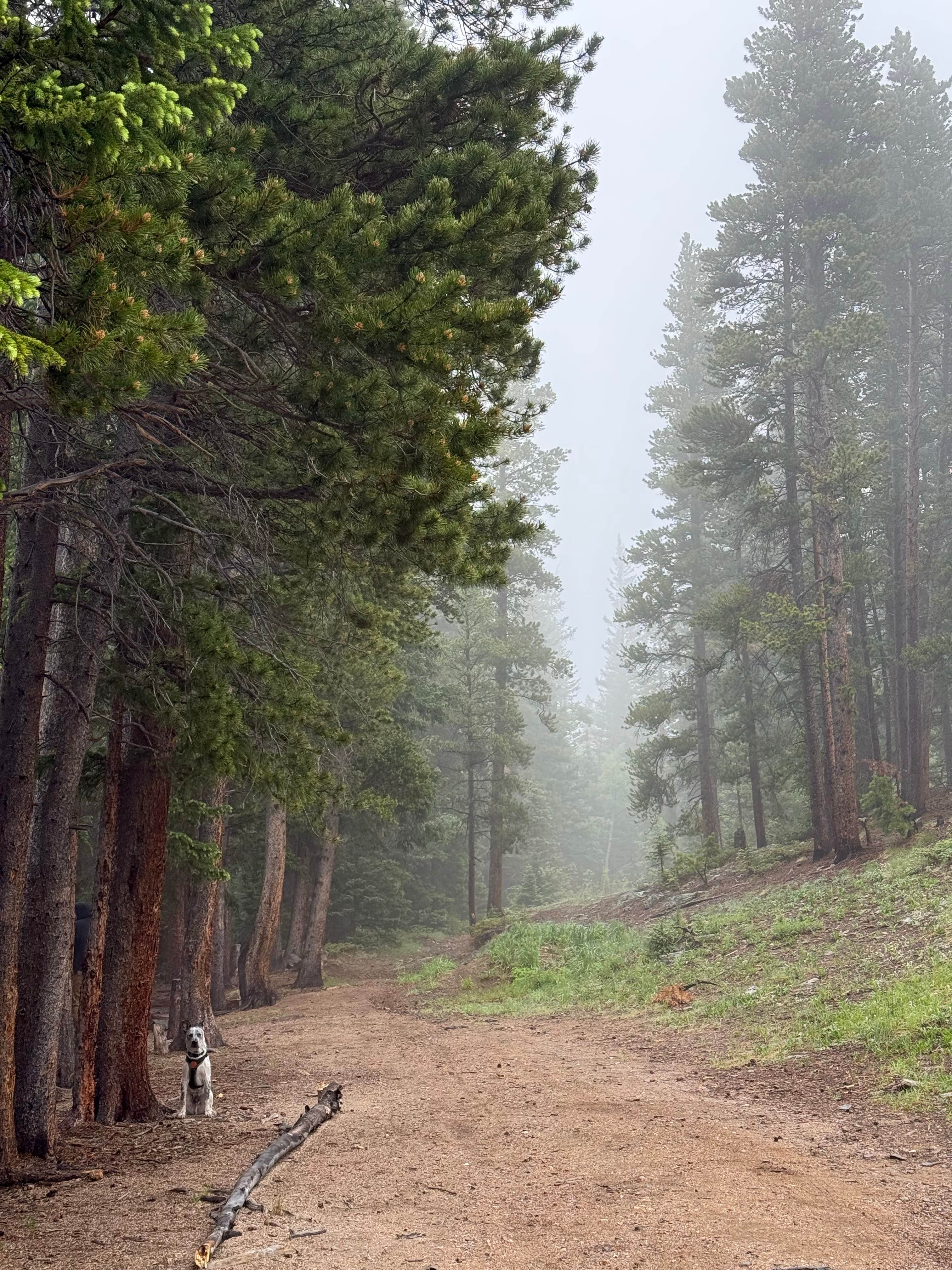 Camping near Rainbow Lakes Wilderness Area: Ruby Gulch, Ward, Colorado