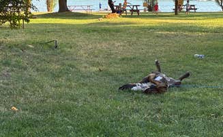 Brian B.'s photo of camping with pets at Ruby’s Resort & RV @ Silver Lake near Lamont, WA