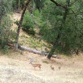 Review photo of Thousand Trails Russian River by Heather D., July 13, 2026