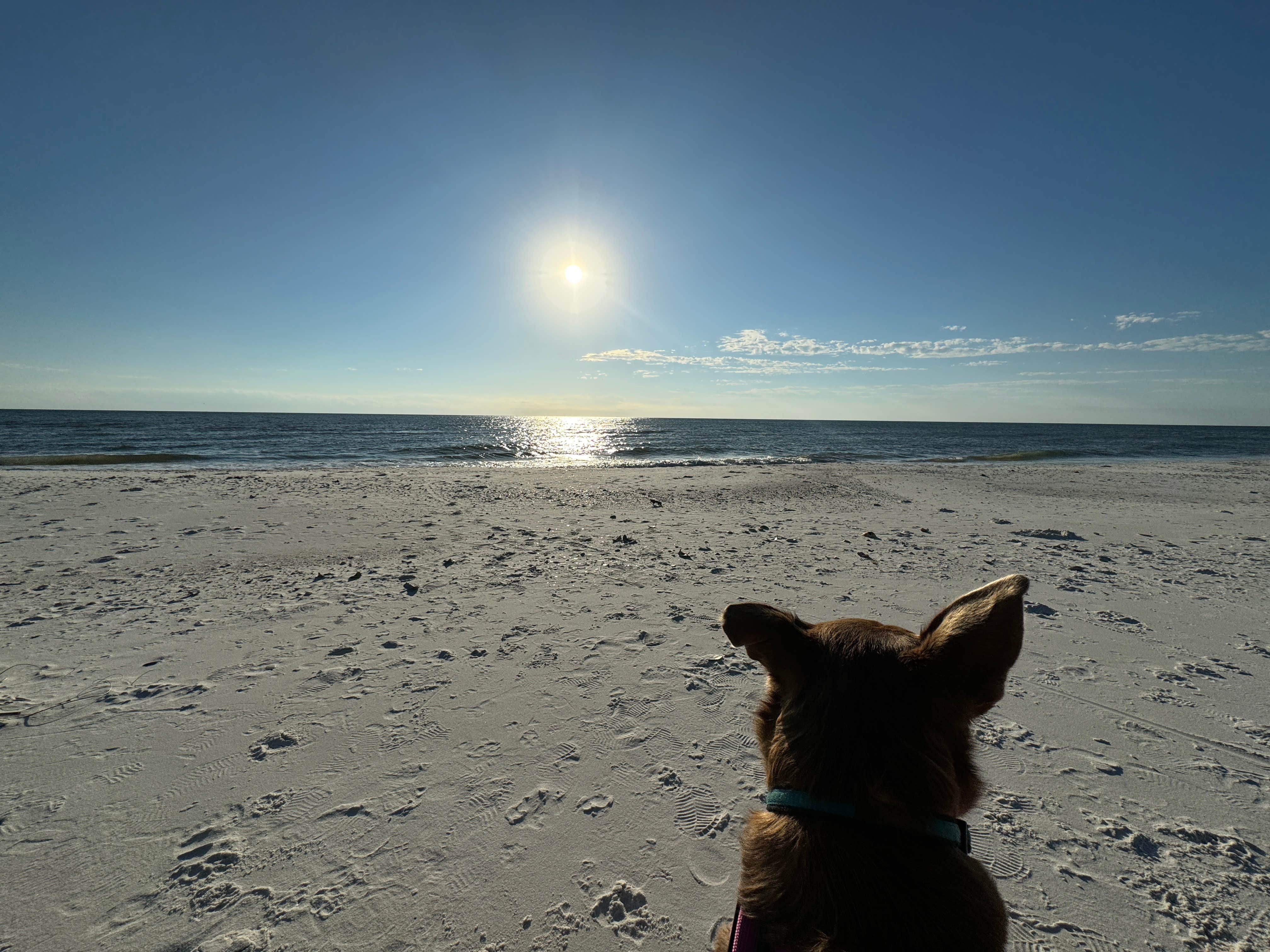 Joel P.'s photo of camping with pets at RV by the Sea near Apalachicola, FL