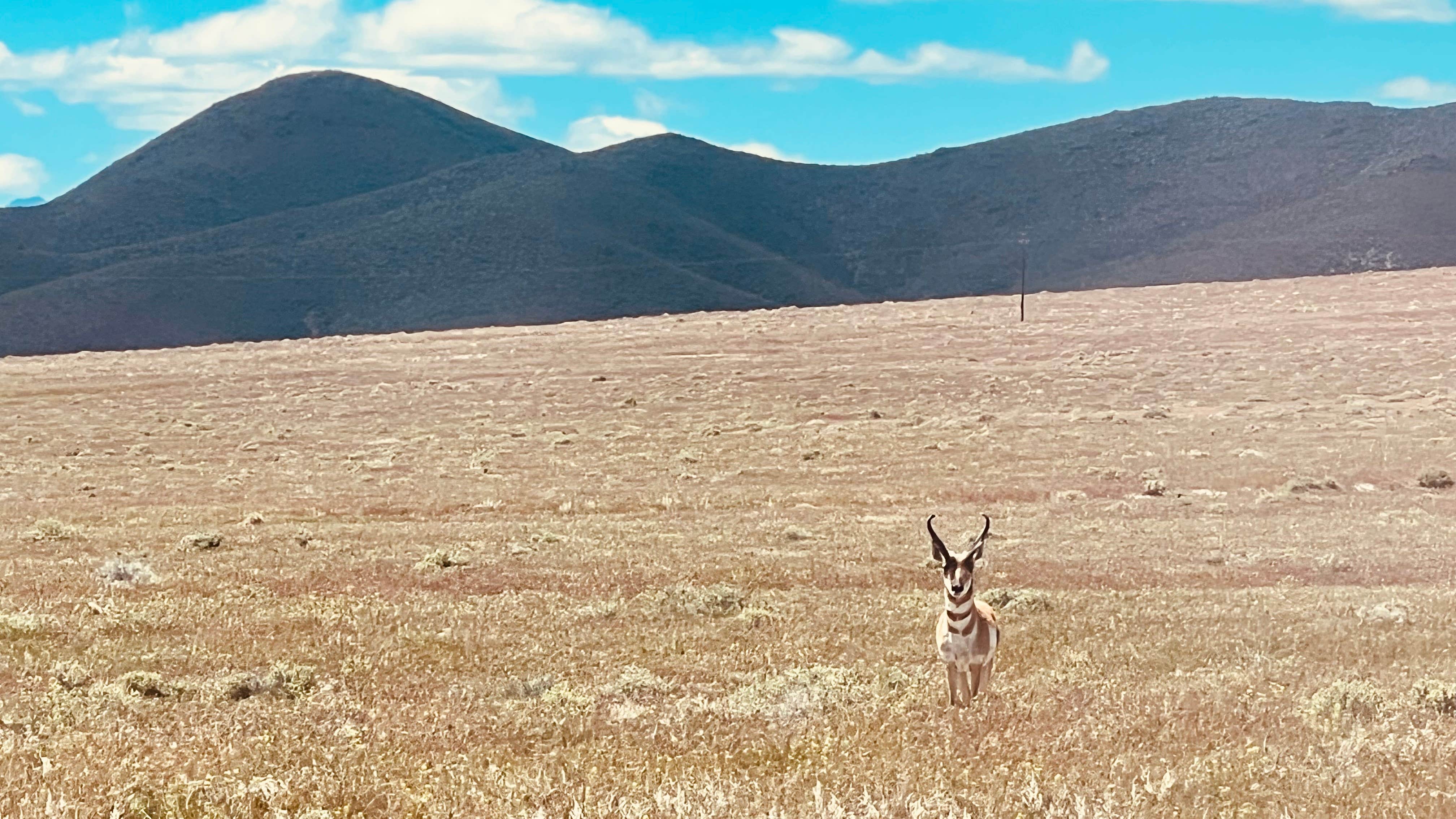 Camper submitted image from Rye Patch BLM Nevada - 5