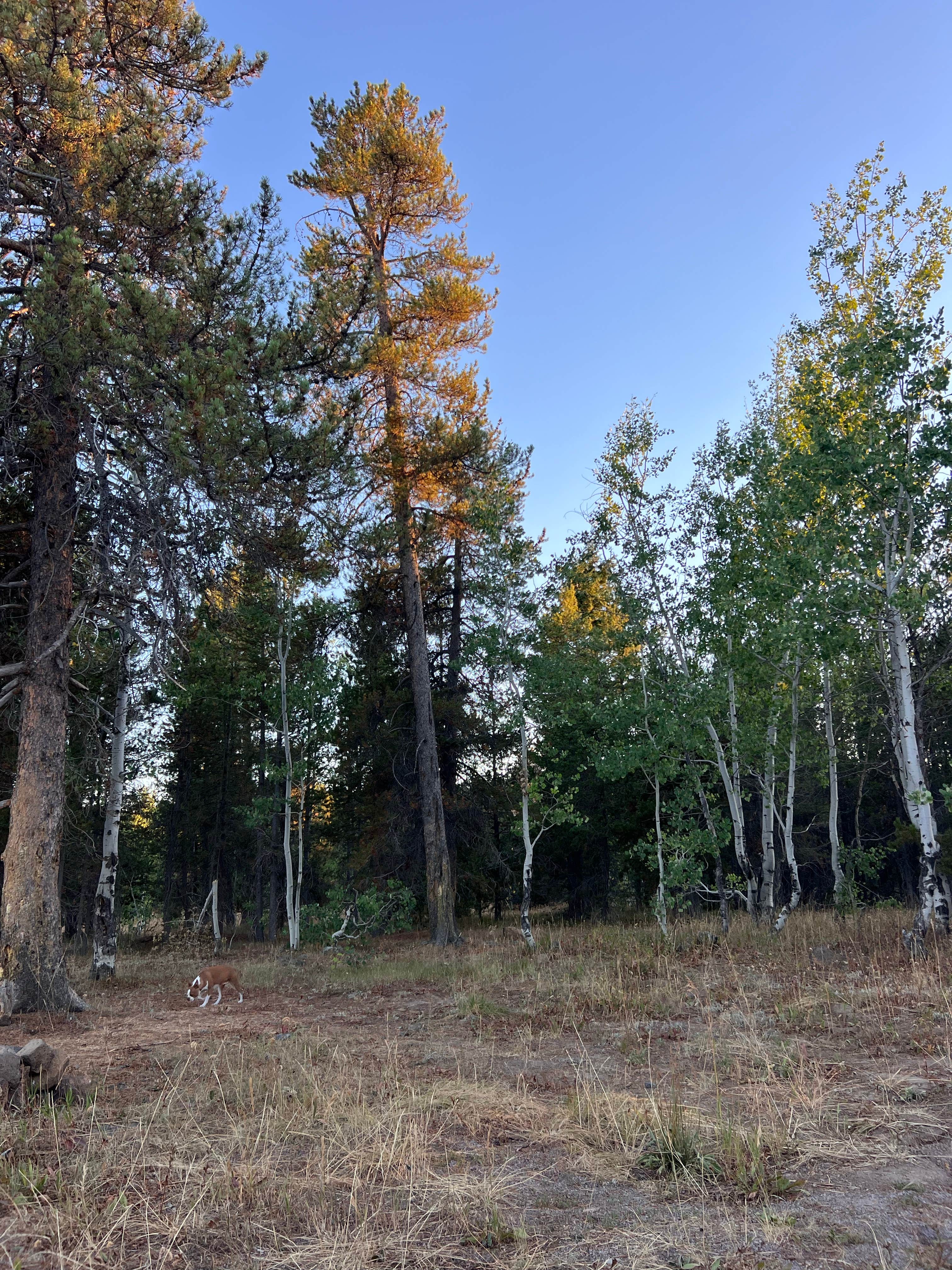 Camper submitted image from S Antelope Flat Road - 1