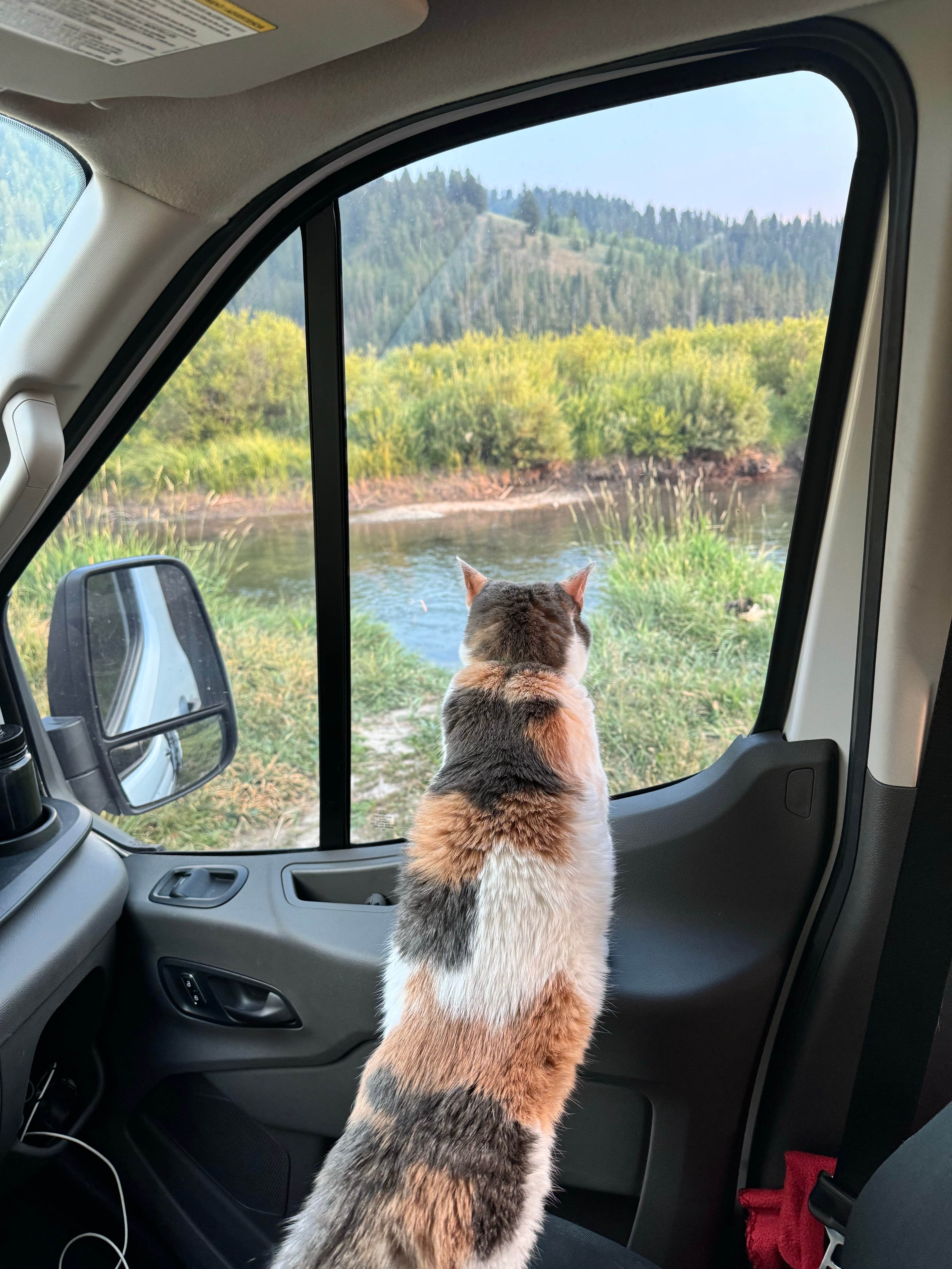 Camper-submitted photo at S Fall Creek Road Dispersed near Wilson, WY