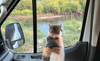 joy M.'s photo of camping with pets at S Fall Creek Road Dispersed near Thayne, WY