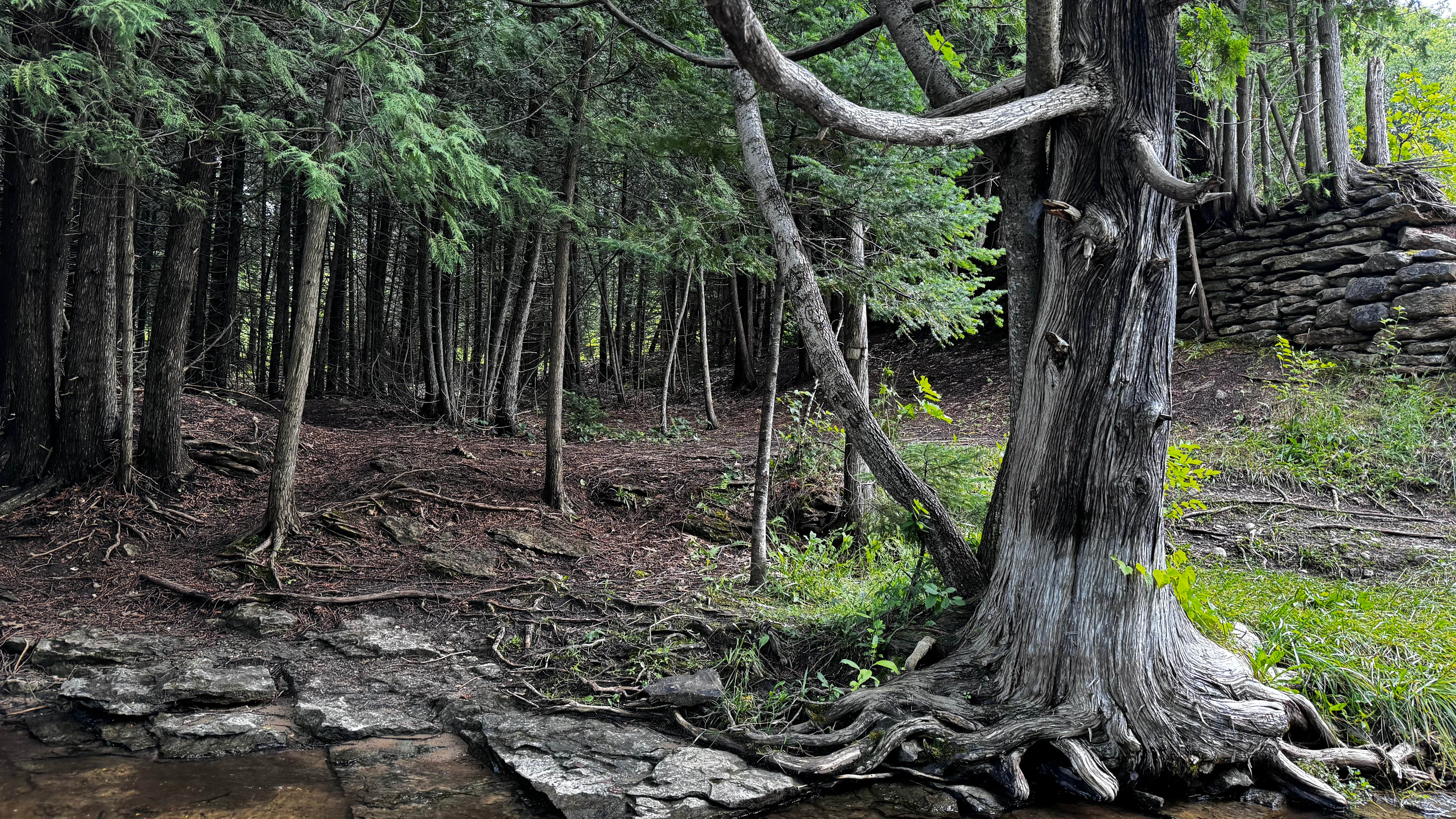 Camper-submitted photo at Ocqueoc Falls State Forest Campground near Onaway, MI