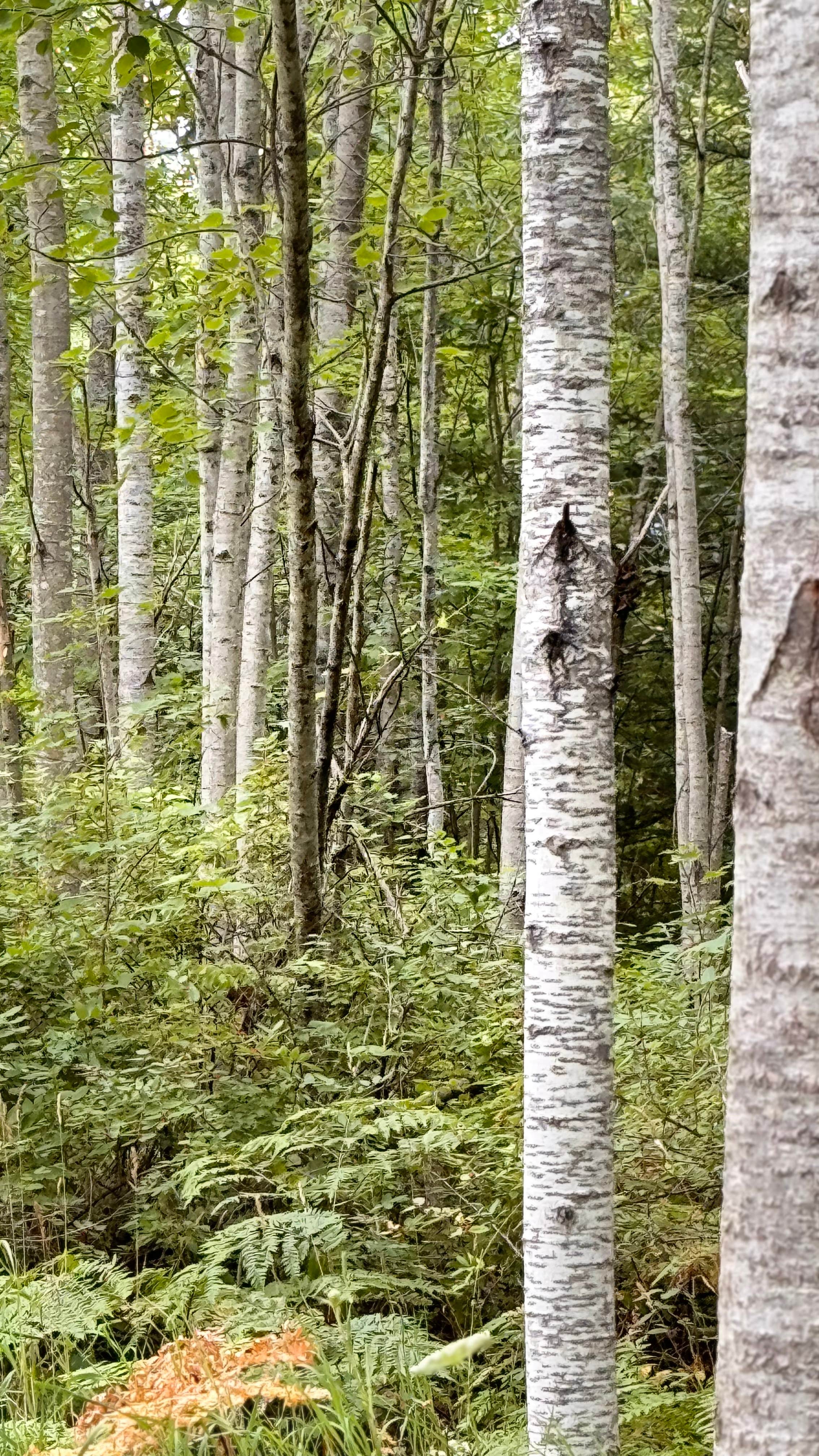 Camper-submitted photo at Ocqueoc Falls State Forest Campground near Onaway, MI