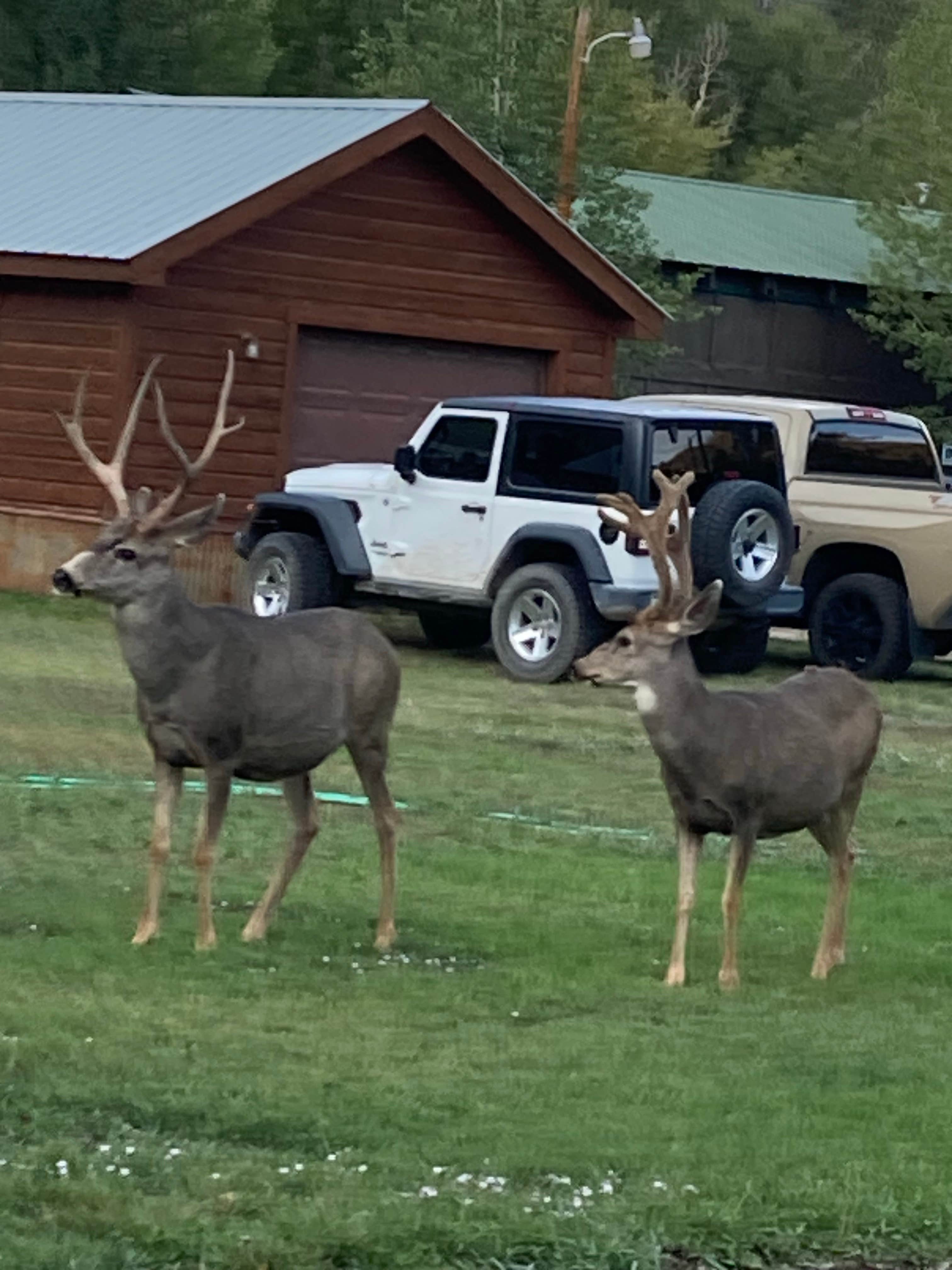 Camping near Letts Lake Campground — Mendocino National Forest: Saddle Camp Loop, Stonyford, California