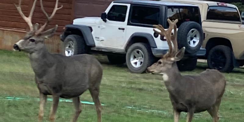 Camper submitted image from Saddle Camp Loop