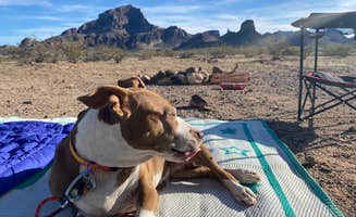 Danny T.'s photo of camping with pets at Saddle Mountain BLM (Tonopah, AZ) near Buckeye, AZ