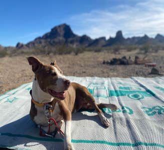 Camper-submitted photo from Saddle Mountain BLM (Tonopah, AZ)