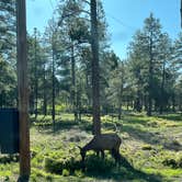 Review photo of Saddle Mountain (Kaibab NF) by shelby  C., February 2, 2024